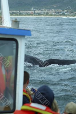 Tourists watching on boat a southern right whale