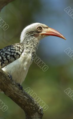 a young Southern yellow billed hornbil