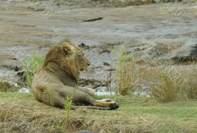 Lion male in Kruger Park south africa