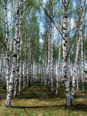 Birch grove 3