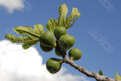 fig fruits and leaf