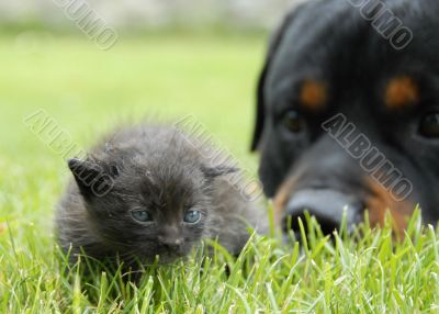 kitten and rottweiler
