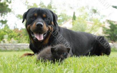 kitten and rottweiler
