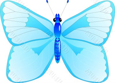 Blue butterfly