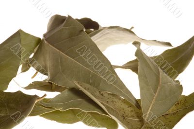 bay leaf on white