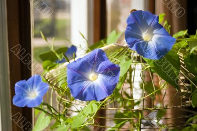 Three Morning Glory Flowers