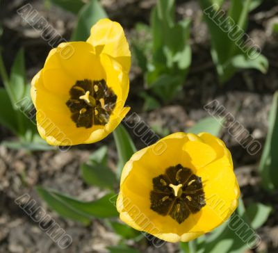 Two Tulips Two Tulips