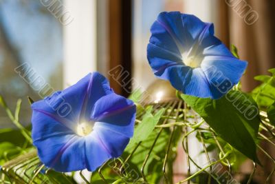 Two Morning Glories