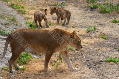 Lioness mother and her young