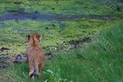 close-up of a cute lion cub