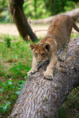 close-up of a cute lion cub