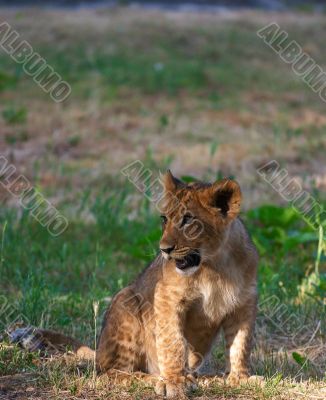 close-up of a cute lion cub