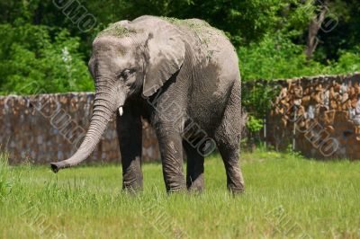 A full body of an African Elephant