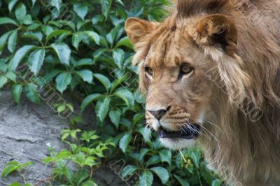 Portrait of a big male lion