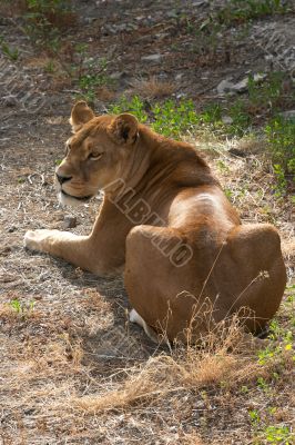 Close-up of an African lioness