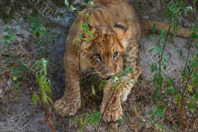 close-up of a cute lion cub