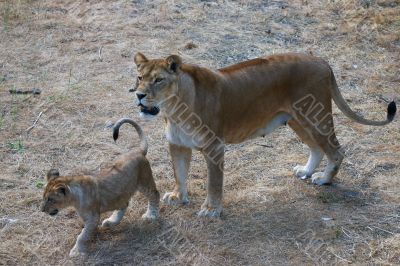 Lioness mother and her young