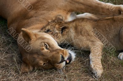 Lioness mother and her young