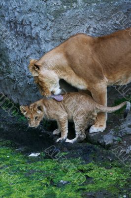 Lioness mother and her young