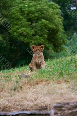 close-up of a cute lion cub