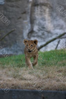 close-up of a cute lion cub