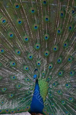 beautiful male indian peacock showing its feathers (Pavo cristat