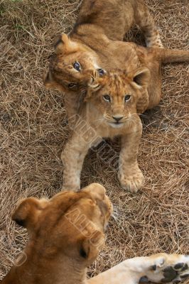 Lioness mother and her young