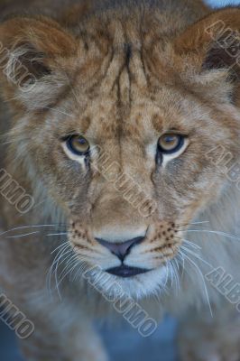 close-up of a cute lion cub