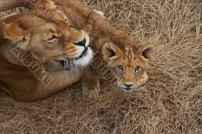 Lioness mother and her young