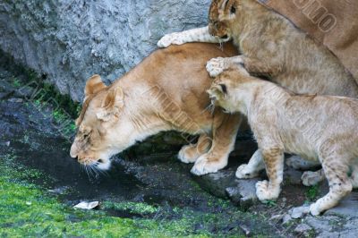 Lioness mother and her young