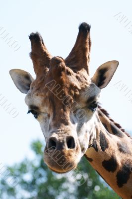 Closeup of a Giraffe head staring at camera.