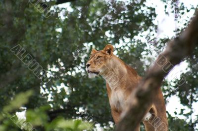 Close-up of an African lioness