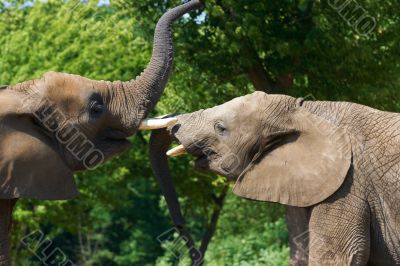 Elephant talk Elephant talk
