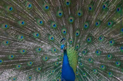 beautiful male indian peacock showing its feathers (Pavo cristat