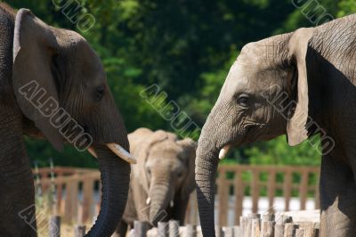 Elephant talk