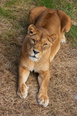 Portrait of Lioness