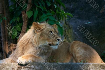 Portrait of a big male lion