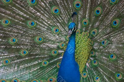 beautiful male indian peacock showing its feathers (Pavo cristat