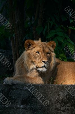 Portrait of a big male lion