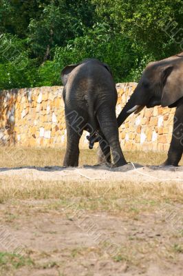 Elephants `doing it`