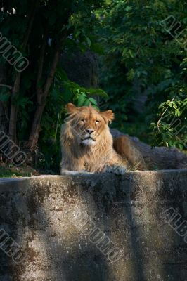 Portrait of a big male lion