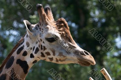 Closeup of a Giraffe head staring at camera.