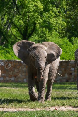 A full body of an African Elephant