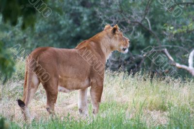 Close-up of an African lioness