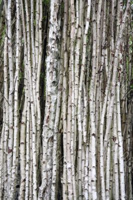 Birch