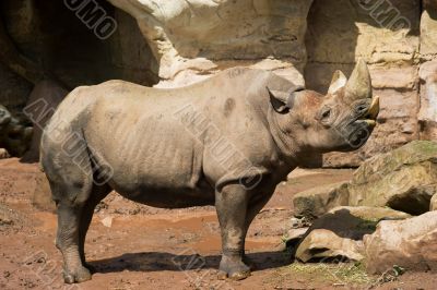 Rhinoceros in Zoo