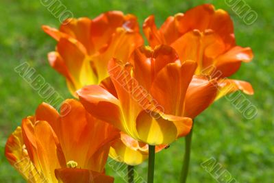 orange tulips