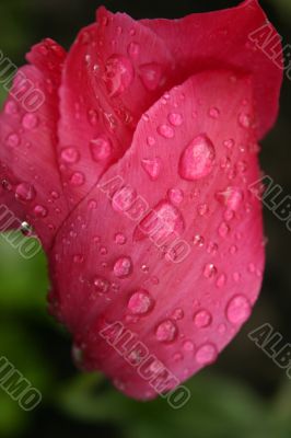 Reviver … a life proceeds Reviver … a life proceeds