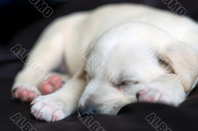 Sleeping Labrador puppy Sleeping Labrador puppy