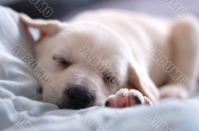 Sleeping Labrador puppy